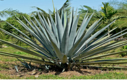 Agava (Agave)