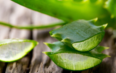 Aloe vera