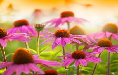 Ameriški slamnik (Echinacea purpurea)