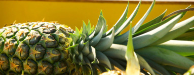 Ananas (Ananas comosus)