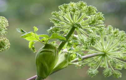 Angelika (Angelica archangelica)