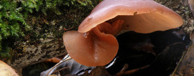 Auricularia