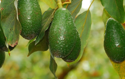 Avokado (Persea americana)