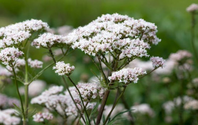 Baldrijan (Valeriana officinalis)