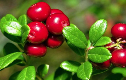 Brusnica (Vaccinium vitis-idaea)