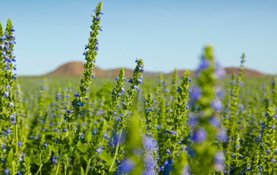 Chia (Salvia hispanica)