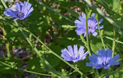 Cikorija (Cichorium intybus L.) 