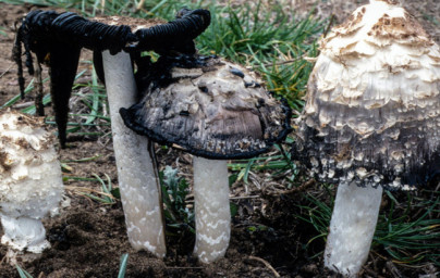 Coprinus