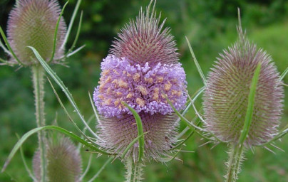 Divja ščetica (Dipsacus fullonum)