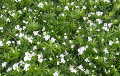 Dišeča lakota (Galium odoratum)