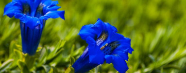 Encijan (Gentiana lutea) 