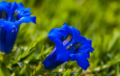 Encijan (Gentiana lutea) 