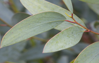 Evkaliptus (Eucalyptus)