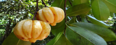 Garcinia (Garcinia Cambogia)