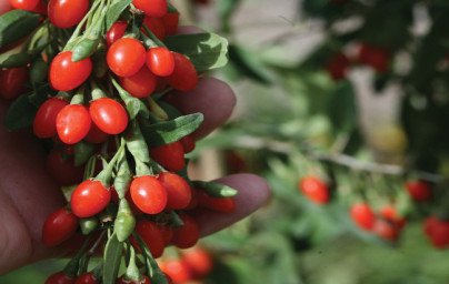 Goji jagode (Lycium barbarum)