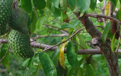 Graviola (Annona muricata)