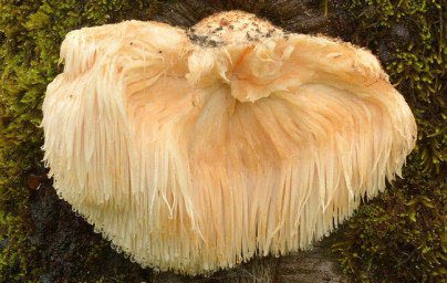 Hericium