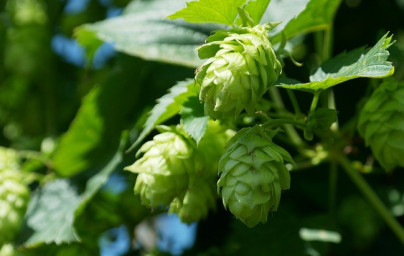 Hmelj (Humulus lupulus)