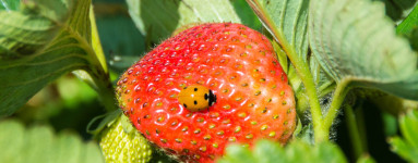 Jagode (Fragaria vesca)