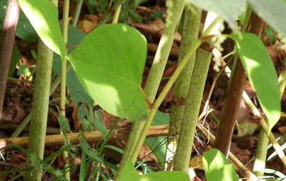 Japonski dresnik (Fallopia japonica)