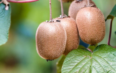 Kivi (Actinidia deliciosa)