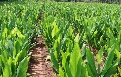 Kurkuma (Curcuma longa)