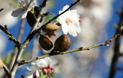 Mandelj (Prunus dulcis)