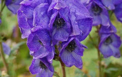 Modra preobjeda (Aconitum subgenus)