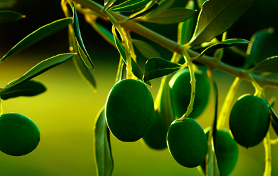 Olive (Olea europaea)