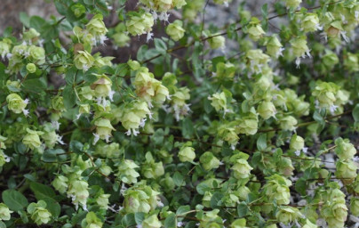 Olje divjega origana (Origanum minutiflorum)