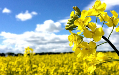 Olje oljne ogrščice (Brassica napus)