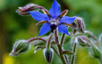 Boragino olje (Borago officinalis)