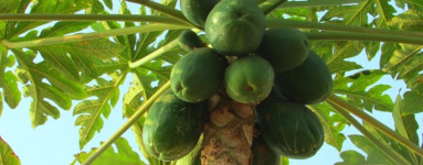 Papaja (Carica papaya)