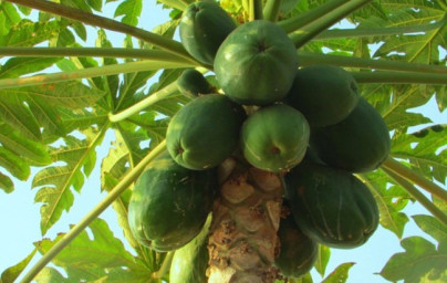 Papaja (Carica papaya)