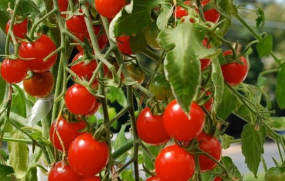 Paradižnik (Solanum lycopersicum)