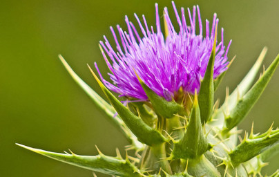 Pegasti badelj (Silybum marianum)