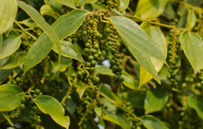 Poper (Piper nigrum)