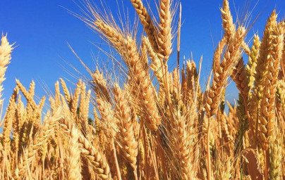 Pšenica (Triticum)