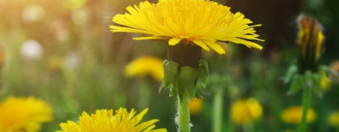 Regrat (Taraxacum officinale)