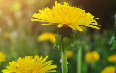 Regrat (Taraxacum officinale)