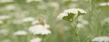 Rman (Achillea millefolium)