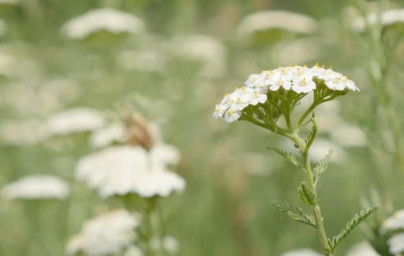 Rman (Achillea millefolium)