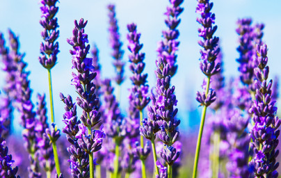 Sivka (Lavandula)