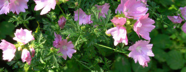 Slez (Althaea officinalis)