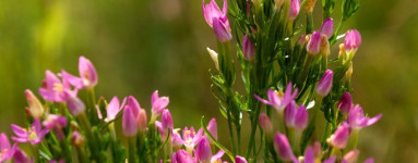 Tavžentroža (Centaurium minus)