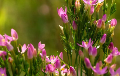 Tavžentroža (Centaurium minus)