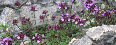 Timijan (Thymus vulgaris)