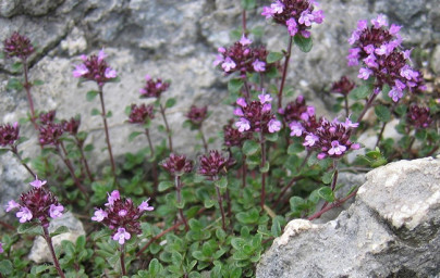 Timijan (Thymus vulgaris)