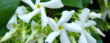 Vanilija ( Vanilla planifolia)