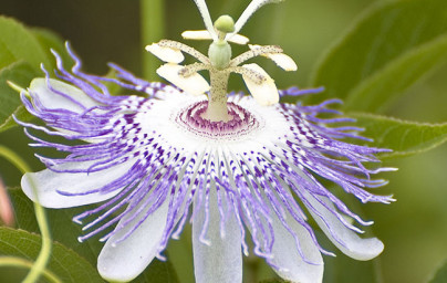 Zdravilna pasijonka (Passiflora incarnata)